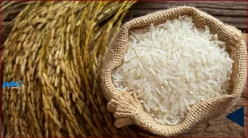 سعر الأرز.. تحديث يومي لأسعار طن الأرز الشعير في الأسواق الاثنين 6 أكتوبر 2025